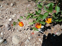 Lantana horrida
