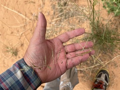 Sporobolus cryptandrus