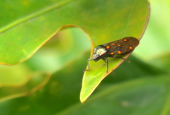 Mahanarva costaricensis