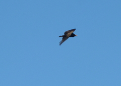 Cathartes burrovianus