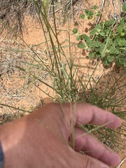 Sporobolus cryptandrus