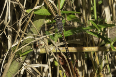 Adversaeschna brevistyla