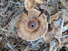 Cortinarius distans