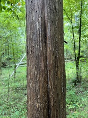 Chamaecyparis thyoides