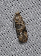 Lobesia botrana