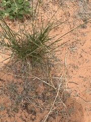 Sporobolus cryptandrus