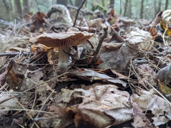 Cortinarius distans