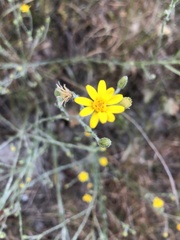 Croptilon divaricatum