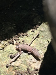Sphaerodactylus glaucus