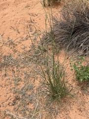 Sporobolus cryptandrus