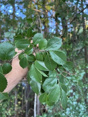 Ulmus parvifolia