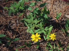 Coreopsis major