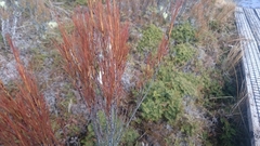 Dracophyllum subulatum