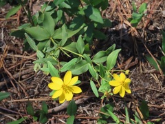 Coreopsis major