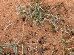 Munroa squarrosa