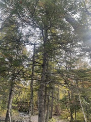 Pinaceae