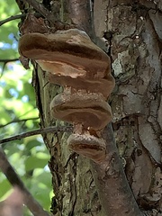 Phellinus