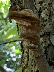Phellinus