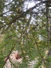 Pinaceae