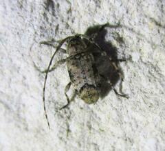 Sternidius mimeticus