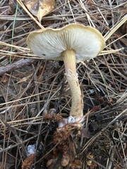 Cystoderma amianthinum