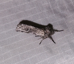 Ursia noctuiformis