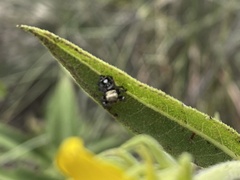Sassacus papenhoei