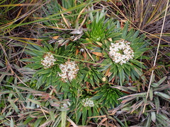 Valeriana rigida