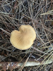 Cystoderma amianthinum