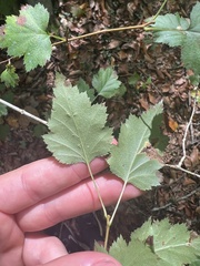 Crataegus iracunda