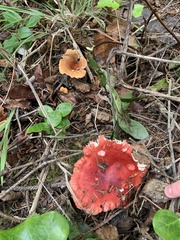 Russula rhodocephala