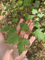 Crataegus iracunda