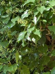 Hydrangea petiolaris