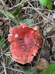 Russula rhodocephala