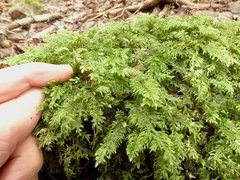 Austrothamnium pandum