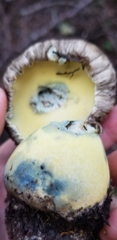 Caloboletus marshii