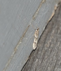 Eudonia angustea