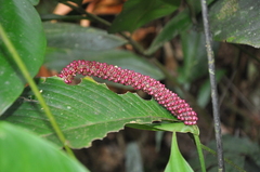 Anthurium lancifolium