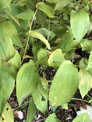 Uvularia grandiflora