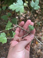Crataegus iracunda