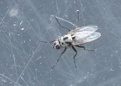 Anthomyia procellaris