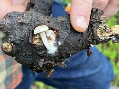 Asterophora lycoperdoides
