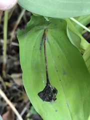Uvularia grandiflora