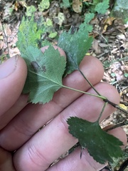 Crataegus iracunda