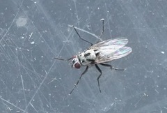 Anthomyia procellaris