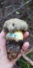 Caloboletus marshii