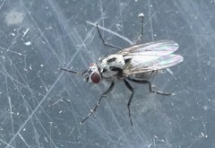 Anthomyia procellaris