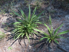 Yucca filamentosa