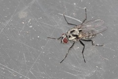 Anthomyia procellaris