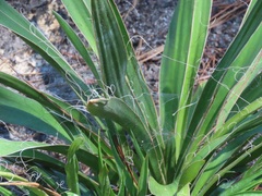Yucca filamentosa